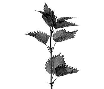 A black and white illustration image of a nettle