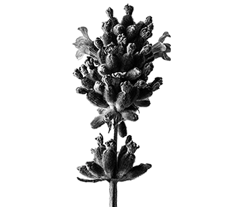 A black and white image of a lavender flower