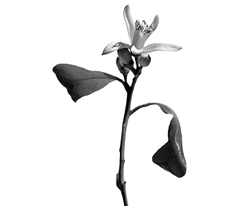 A black and white illustration image of an orange blossom