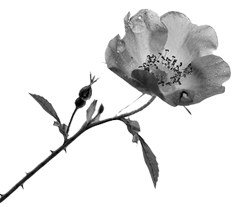 A black and white illustration image of a soft wild rose