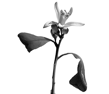 A black and white illustration image of an orange blossom