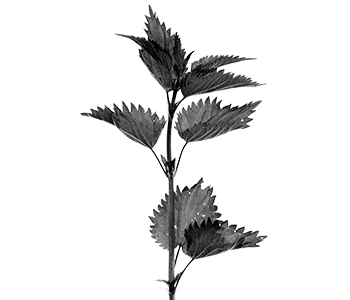 A black and white illustration image of a nettle plant